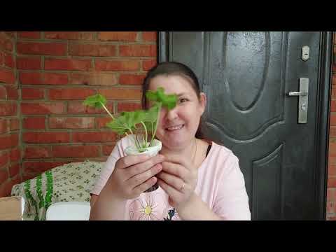Видео: Ура !Пришли новые сорта пеларгонии !!!!
