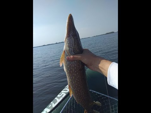 Видео: Рыбалка на троллинг. Щука  осенью на Днепре.