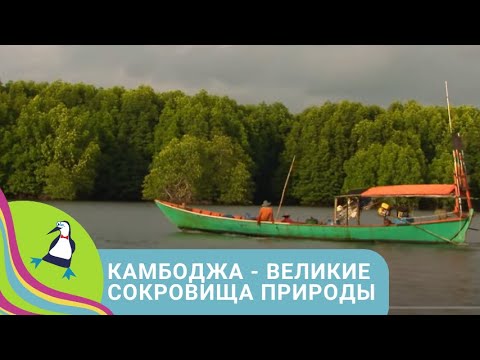 Видео: ✨КРОЛИКИ, ЖИВУЩИЕ В СТАРИННОМ ЗАМКЕ ✨ Камбоджа - великие сокровища природы✨  STARMEDIAKIDS