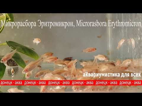 Видео: рыбка Микрорасбора Эритромикрон, Microrasbora Erythromicron,