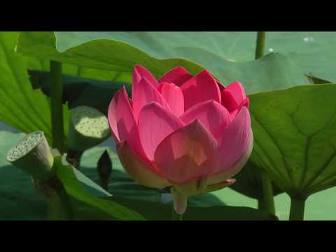 Видео: Флейта Кришны в лотосах