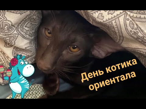 Видео: День из жизни кота - ОРИЕНТАЛА l ориентальный шоколадный котик l знакомство двух котов