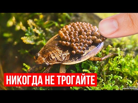 Видео: Если увидите это насекомое в воде, уплывайте как можно скорее