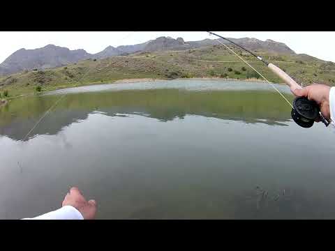 Видео: Թեփուղի Միջատավորս Հայաստանում /// Fly Fishing in Armenia /// Рыбалка Нахлыстом в Армении