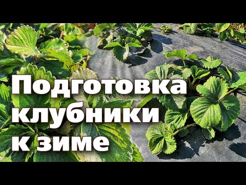 Видео: ОБЯЗАТЕЛЬНО СДЕЛАЙТЕ ТАК С КЛУБНИКОЙ. Зимовка пройдет успешно!