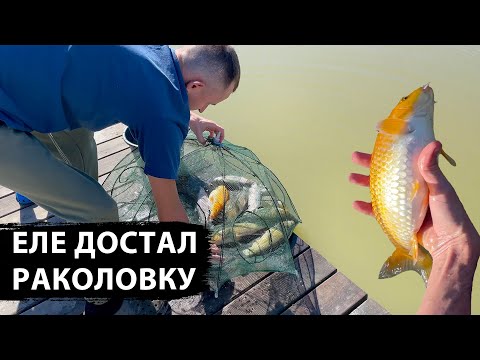 Видео: СТОЛЬКО РЫБЫ ЕЩЁ НЕ ЛОВИЛ ЗА РАЗ, почти все виды рыб залезли в раколовку, наводим порядок