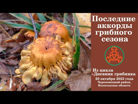 Видео: Последние аккорды грибного сезона! Дневник грибника 20 октября 2023 года