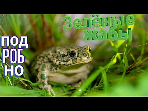 Видео: Содержание зелёных жаб в домашних условиях. Bufo viridis подробно
