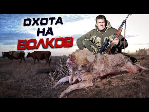 Видео: охота на волков!ДОБЫЛИ МАТЕРУЮ ВОЛЧИЦУ!wolfsjagd