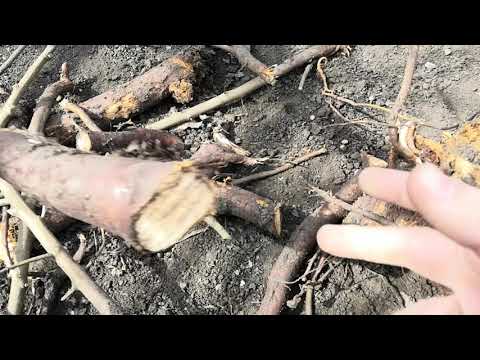 Видео: 007 Как избавиться от ПНЯ? Корчуем БОЯРЫШНИК и СИРЕНЬ. Купил домик в городке.