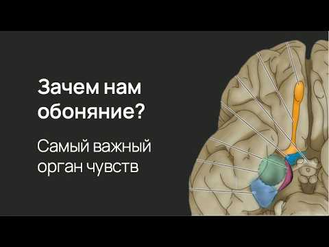 Видео: Запахи: зачем они нужны и как мы их чувствуем