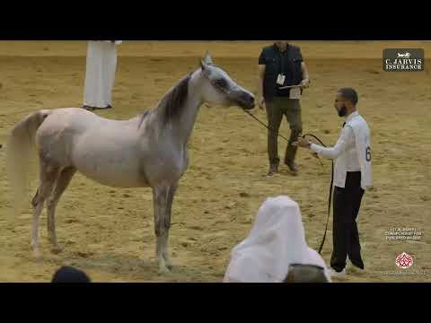 Видео: 1-й чемпионат Аль-Асайель по чистокровным лошадям AH 2025, класс 5А