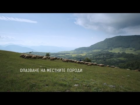 Видео: Опазване на местните породи