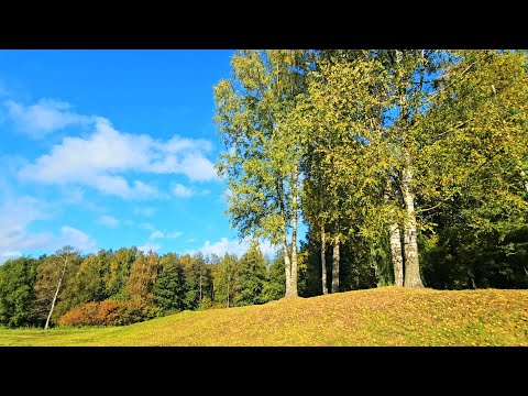 Видео: 【4K】🍂Золотая осень в Сосновке・🍁Пионерская・Прогулка по Питеру・Walking tour・Russia・Алексей Михайлов