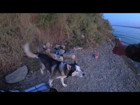 Видео: Позитивный выходной! Рыбалка с ночёвкой на Хаджибейском лимане.