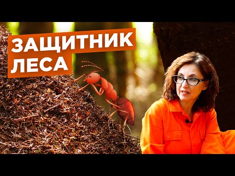 Видео: Не разрушайте лесные муравейники. №2 / Мария Винокур и Данила Горюнов Strogoorganic.