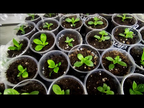 Видео: Как приучить черенки гортензии к сухому воздуху.Первая подкормка.Корни у Пастель Грин,Мон Бланк и др