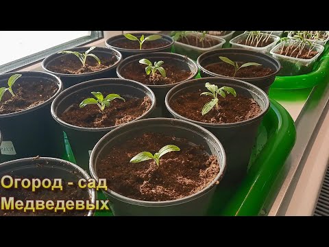 Видео: Когда и как пикировать томаты, перцы и баклажаны