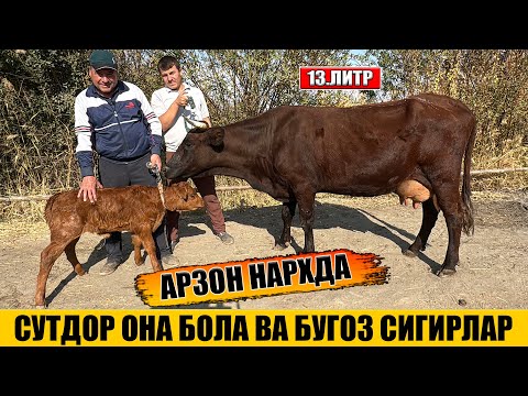 Видео: СУТДОР ОНА БОЛА ВА БУГОЗ СИГИРЛАР АРЗОН НАРХДА РУЗИБОЙ ОГА 26-10-2025г