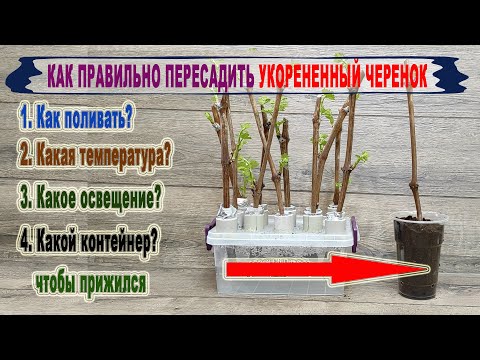 Видео: 🍇 Как ПЕРЕСАДИТЬ УКОРЕНЕННЫЕ ЧЕРЕНКИ ВИНОГРАДА, чтобы не ПОГИБЛИ. Полив, температура, освещение.