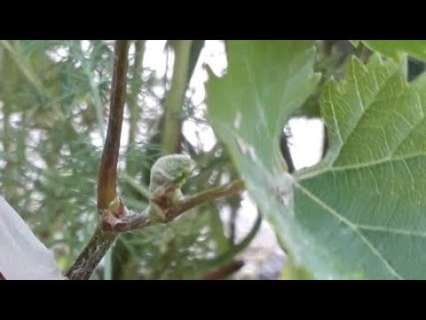 Видео: ЖҮЗІМ БУДАНДАСТЫРУ | 2 БӨЛІМ