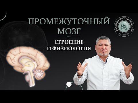 Видео: Промежуточный мозг. Строение и физиология.  Structure and physiology of the intermediate brain