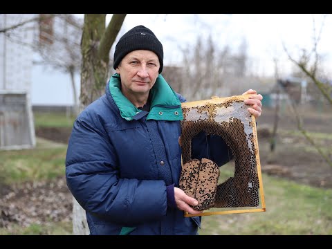 Видео: Как формируется клуб пчел | Неправильно сформирован клуб