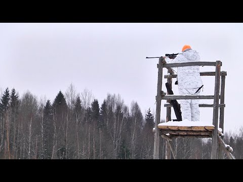 Видео: Зимние загоны в Тверской области.  Большая загонная охота. Часть 2.