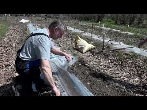 Видео: Зеленый сад фильм № 370 "Виноград. Огурцы." 14.05.22г. Хабаровск (zeleniisad.ru)