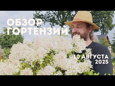 Видео: 🌸 Обзор гортензий августа 2025 — самые красивые и крупные сорта! 🌸