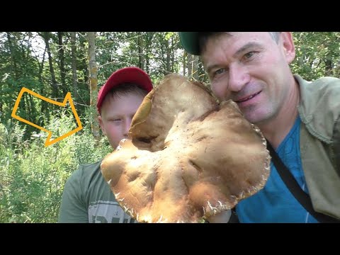Видео: НАШЛИ БЕЛЫЕ ГРИБЫ! Гриб ГИГАНТ! В лес по грибы! БОЛЬШОЕ РАЗНООБРАЗИЕ ГРИБОВ В ЛЕСУ!