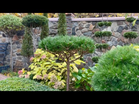 Видео: СОСНА “UMBRACULIFERA” НА ШТАМБЕ ВЫРОСЛА! КАК УХАЖИВАТЬ, КАК СТРИЧЬ?