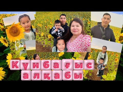Видео: Қарағандыдағы күнбағыс алаңы🌻🌻🌻🌻🌻🌻🌻🌻🌻🌻🌻🌻
