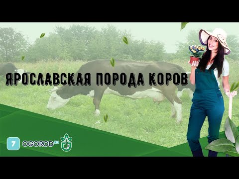 Видео: Ярославская порода коров