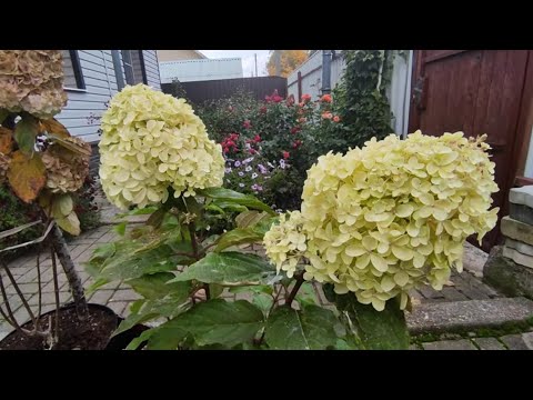 Видео: Саженцы гортензий после низкой обрезки превратились в крепкие кусты.