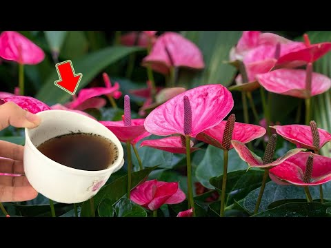 Видео: Всего 1 чашка! Антуриум растет быстро и сразу дает сотни цветоносов!