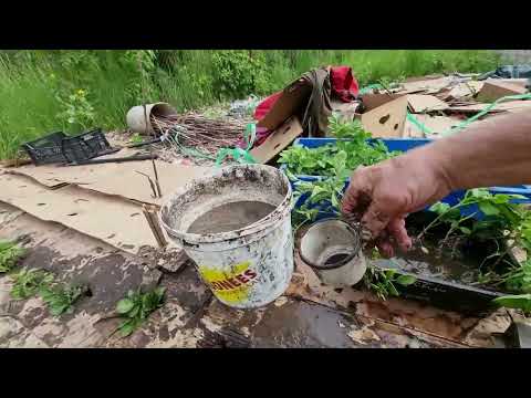 Видео: 4358 Картон  для сада