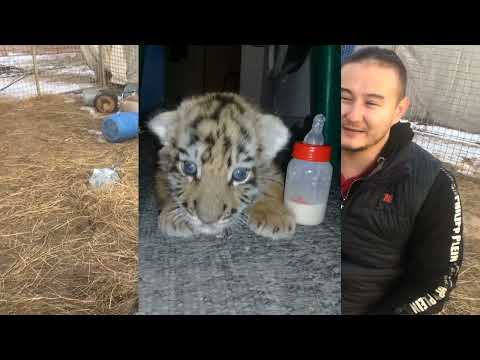 Видео: Ролик про Ройса..