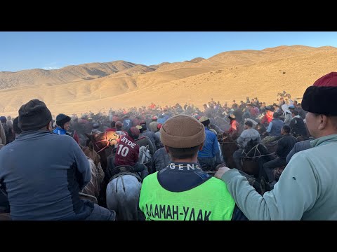 Видео: Майдан аламан улак орто Азия улагы 