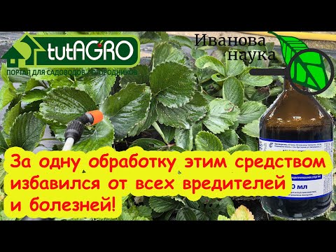 Видео: РЕЦЕПТ ИЗ СССР: полное оздоровление посадок КЛУБНИКИ, ВИНОГРАДА и СМОРОДИНЫ за 1 раз.