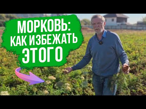 Видео: Почему морковь зацвела раньше времени? Простое решение!