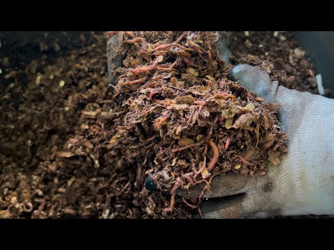 Видео: Готовая подстилка — простая и эффективная подстилка для червей из 2 ингредиентов