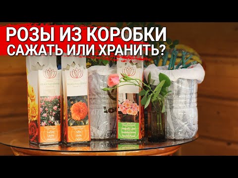 Видео: Роза из коробки - сажать или хранить?