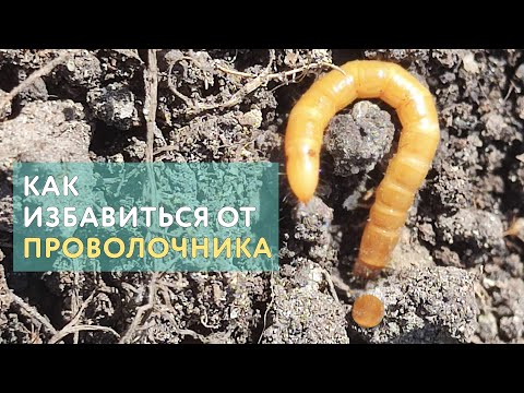 Видео: Проволочник в огороде: как бороться и не допустить появления. Проверенные советы моих подписчиков
