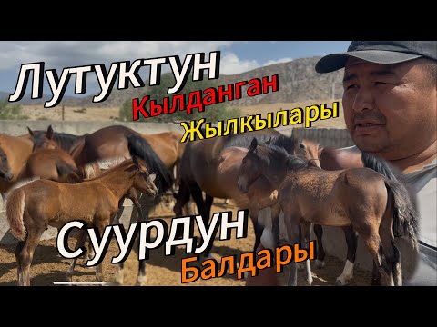 Видео: Суурдун балдары Лутуктун кылданган уйуру алып кал 1 августа 2025 г.