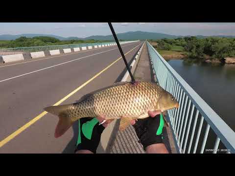 Видео: Сазан арбалетом с моста