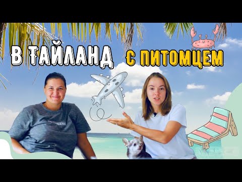 Видео: В Тайланд с питомцем 2023 | Пошаговая инструкция | Важные нюансы и личный опыт