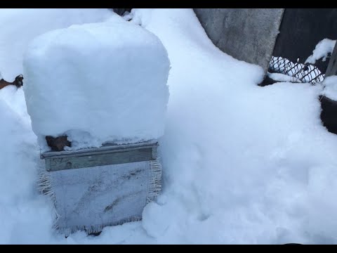 Видео: ошибки пчеловода при зимовки пчел, есть корм в улье, а пчелы умирают зимой с голоду - часть 1