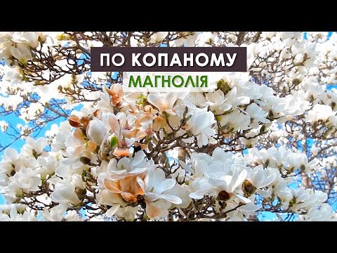 Видео: "По копаному". Магнолія