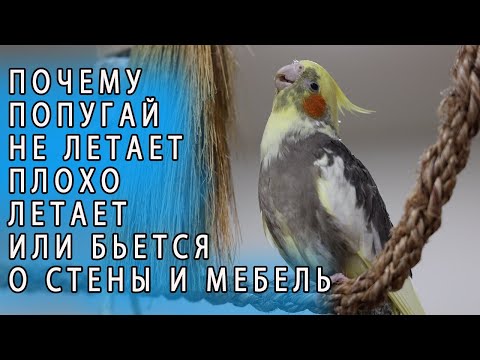 Видео: ЧТО ДЕЛАТЬ ЕСЛИ ПОПУГАЙ НЕ ЛЕТАЕТ ИЛИ БЬЕТСЯ О СТЕНЫ И МЕБЕЛЬ